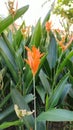 Heliconia plants and flowers, Singapore